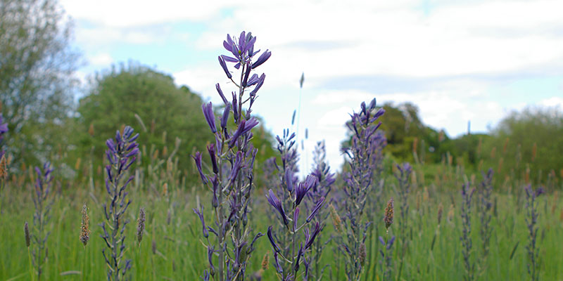 Blue flowers in meadow